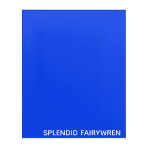 Splendid Fairywren Blue Color Name Acrylic Print