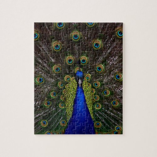 Splendid Peacock Jigsaw Puzzle