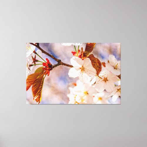 Splendid Sakura Flowers Hanami Season Of Spring Canvas Print