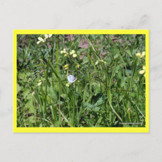 "Splendor in the Grass" Postcard
