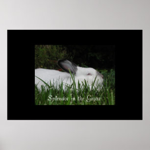 Splendor in the Grass Poster