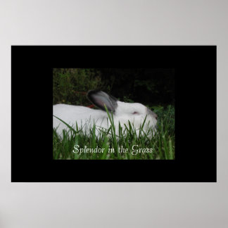 Splendor in the Grass Poster