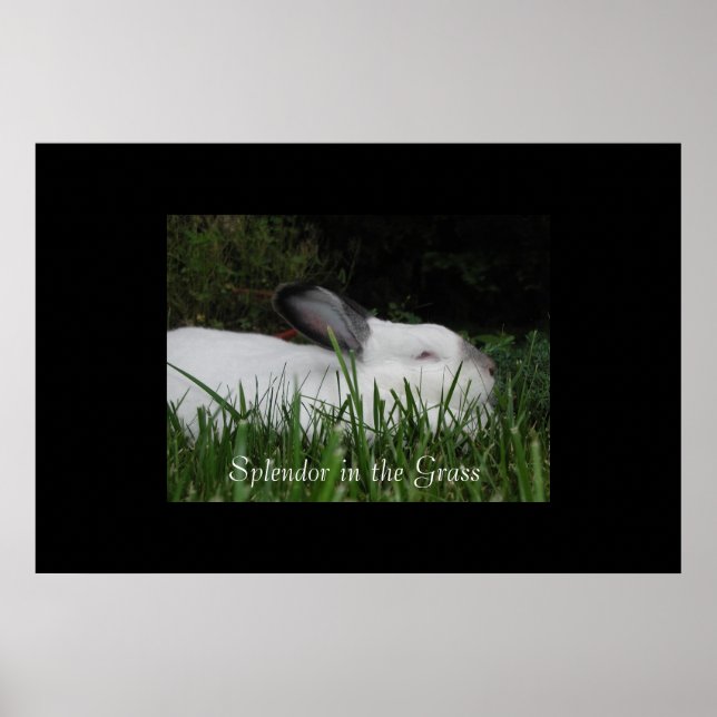 Splendor in the Grass Poster (Front)