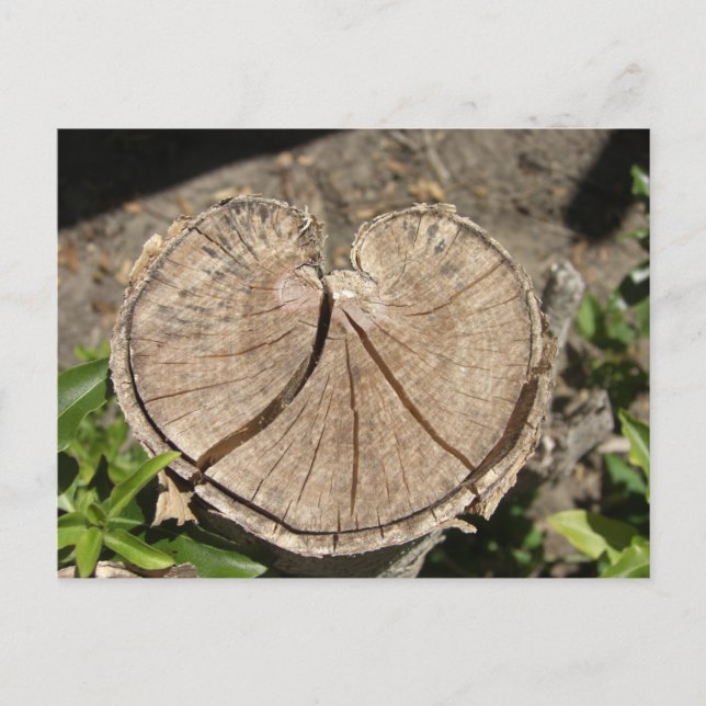 Split Heart Stump Postcard (Front)