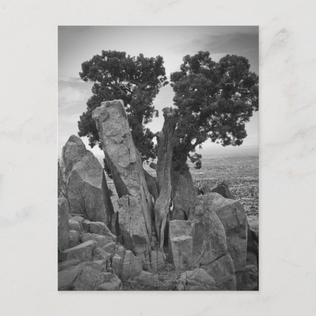 Split Tree Postcard (Front)