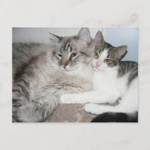 Spoiled kitties in love Card
