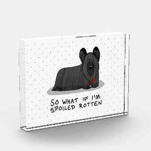 Spoiled Rotten Skye Terrier Dog (black) Cute Funny Acrylic Award