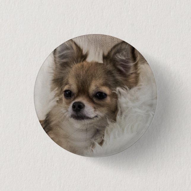 Spoilt Chihuahua Relaxing Button (Front)