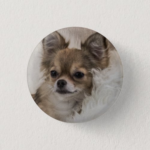 Spoilt Chihuahua Relaxing Button