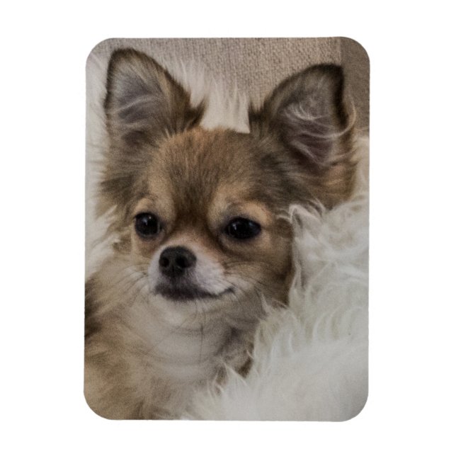 Spoilt Chihuahua Relaxing Magnet (Vertical)