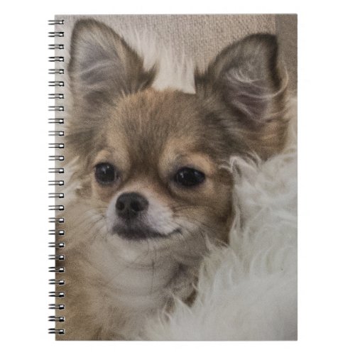 Spoilt Chihuahua Relaxing Notebook