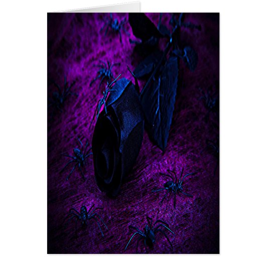 Spooky Black Material Rose, Black Spiders Cards (Front)