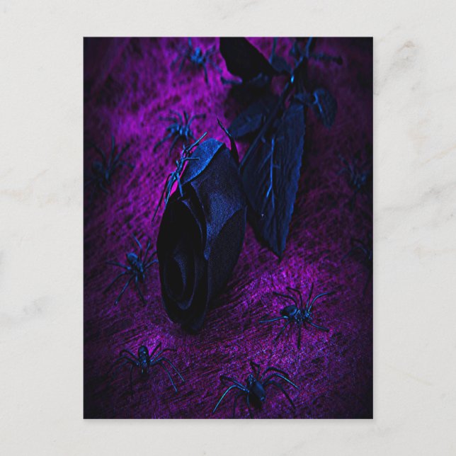 Spooky Black Material Rose, Black Spiders Postcard (Front)