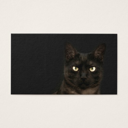 spooky cat profile card (Front)