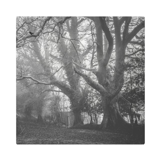 Spooky Forest Black and White Photography Metal Print (Front)