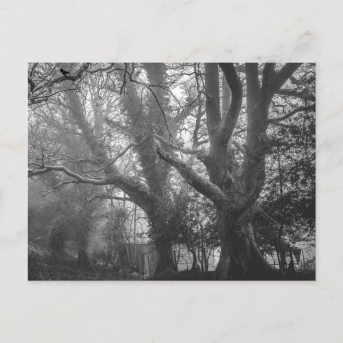 Spooky Forest Black and White Photography Postcard