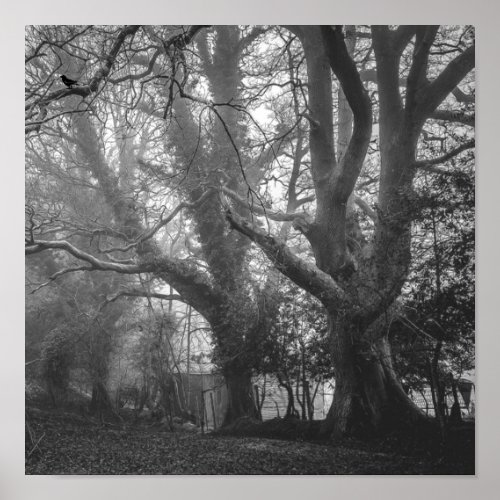 Spooky Forest Black and White Photography Poster