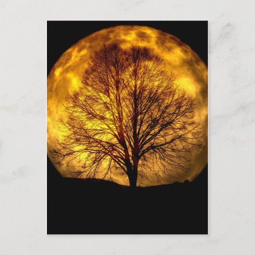 Spooky Night Moon Tree Autumn Destiny Gifts Postcard