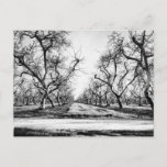Spooky Row Of Trees Postcard at Zazzle