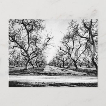 Spooky Row Of Trees Postcard by ADHGraphicDesign at Zazzle