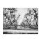Spooky Row of Trees Postcard