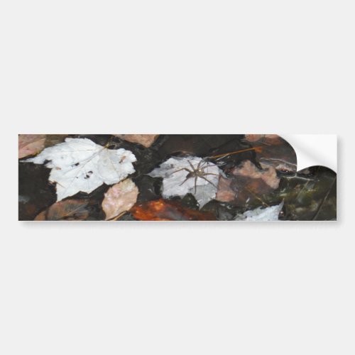 Spooky Spider on floating fall leaves on water Bumper Sticker