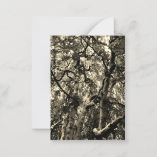 Spooky Tree Branches Nature Photography Note Card