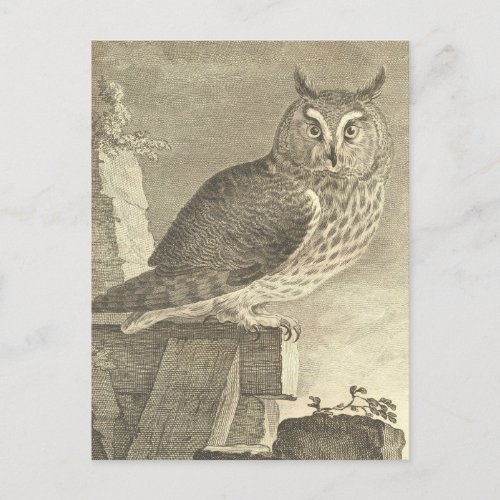 Spooky Vintage Long Eared Owl Halloween Postcard