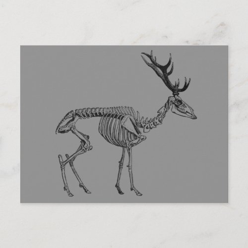 Spooky vintage skeleton reindeer drawing postcard