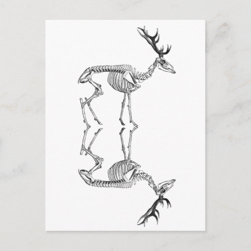 Spooky vintage skeleton reindeer drawing postcard