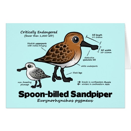 Spoon-billed Sandpiper Statistics Cards (Front Horizontal)