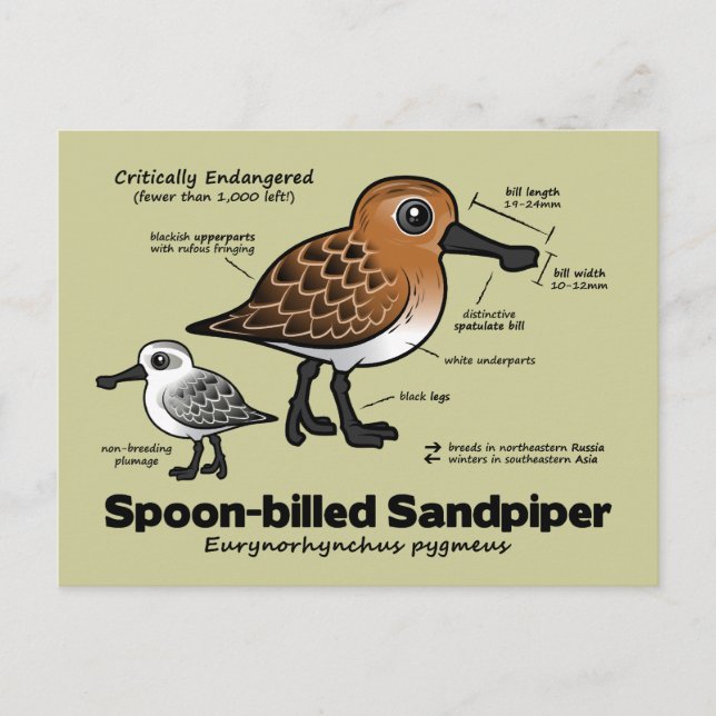 Spoon-billed Sandpiper Statistics Postcard (Front)