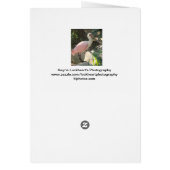 Spoonbill bird cards (Back)