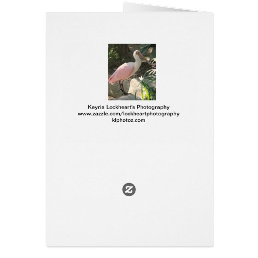 Spoonbill bird cards (Back)