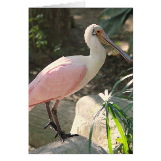 Spoonbill bird cards (Front)