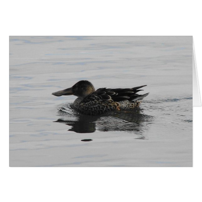 Spoonbill Duck (Front Horizontal)