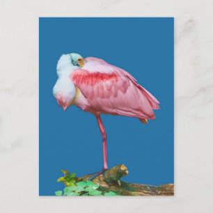 Spoonbill on One Leg Postcard