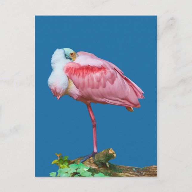 Spoonbill on One Leg Postcard (Front)