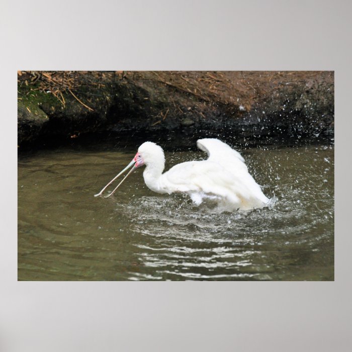 Spoonbill Print