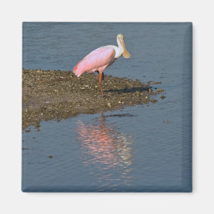 Spoonbill Reflections Magnet