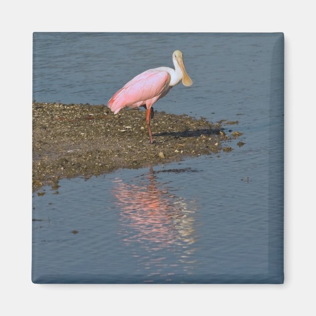 Spoonbill Reflections Magnet (Front)