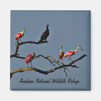 Spoonbills and Cormorant Magnet