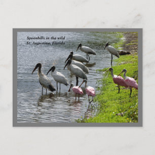 Spoonbills in the wild holiday postcard