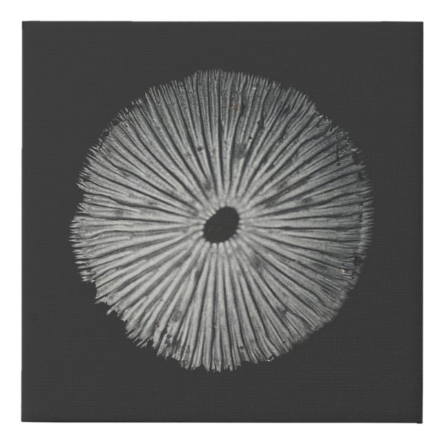 Spore Print Canvas Print (Front)