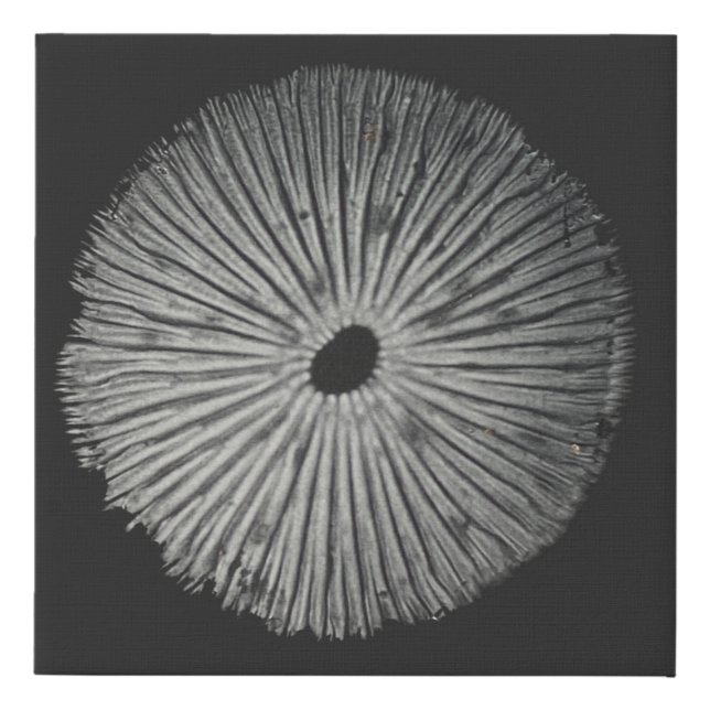 Spore Print Canvas Print (Front)