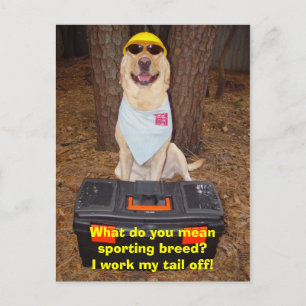 Sporting Breed? Postcard