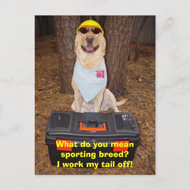 Sporting Breed? Postcard (Front)
