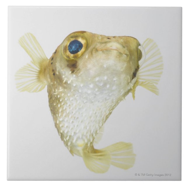 Spot-fin porcupinefish (Diodon hystrix) Tile (Front)