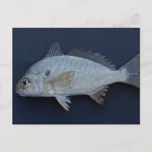 Spot Fish Postcard