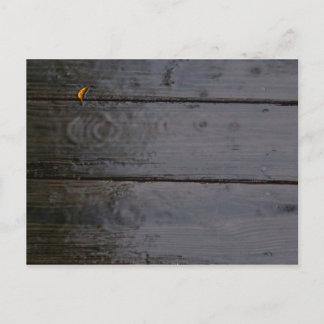 "Spot of Color" Postcard